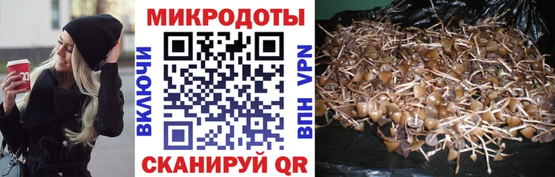 Галлюциногенные грибы Psilocybine cubensis  Купить  Жуков 
